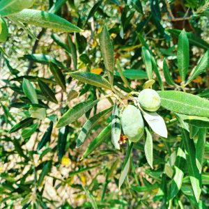 extra virgin olive oil tenuta le mandorlaie